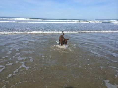 1996 Ford C-350 (Centurion Conversions) - A dog enjoys a day at the beach, playing in the ocean waves.