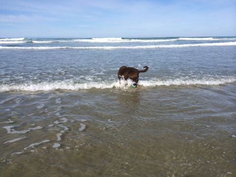 1996 Ford C-350 (Centurion Conversions) - A dog plays with a ball at the edge of the ocean waves under a blue sky.