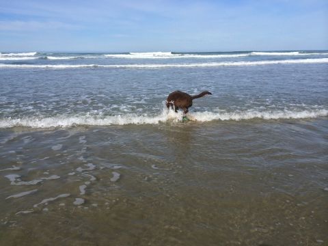 1996 Ford C-350 (Centurion Conversions) - A dog enjoys a day at the beach, splashing in the waves.