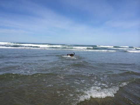 1996 Ford C-350 (Centurion Conversions) - A dog enjoys a day at the beach, splashing in the ocean waves under a clear blue sky.