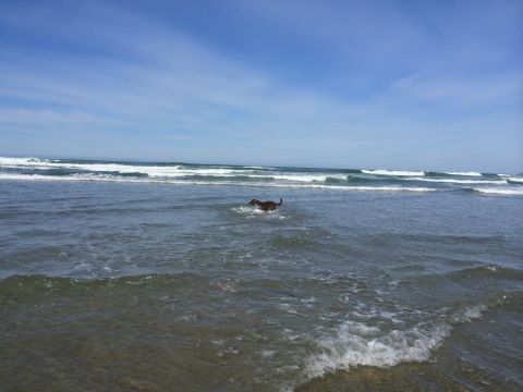 1996 Ford C-350 (Centurion Conversions) - Dog enjoys a swim at the beach during an April camping trip.