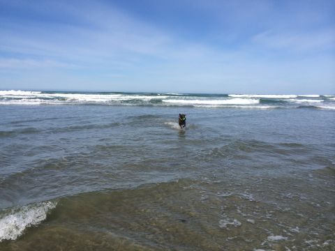 1996 Ford C-350 (Centurion Conversions) - A dog enjoys a day at the beach, running through the waves.