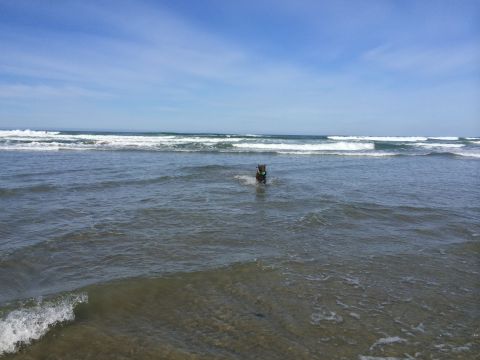 1996 Ford C-350 (Centurion Conversions) - A dog enjoys a day at the beach, splashing through the waves.