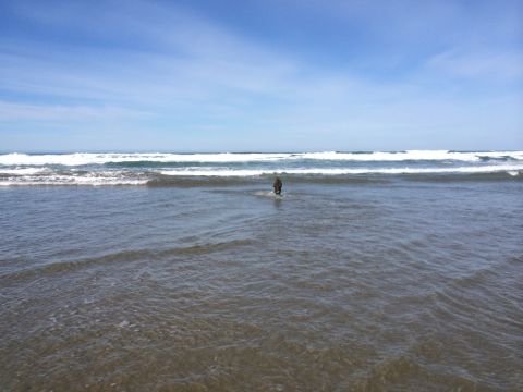 1996 Ford C-350 (Centurion Conversions) - A person stands in the ocean as waves crash under a clear blue sky.