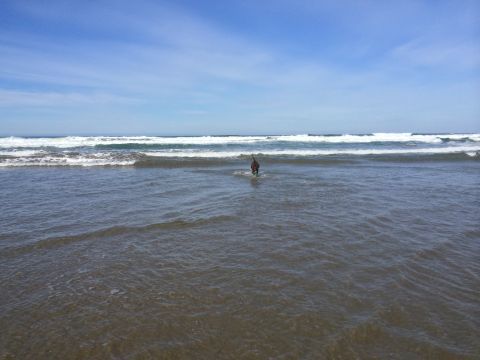 1996 Ford C-350 (Centurion Conversions) - A dog ventures into the ocean waves on a clear day.