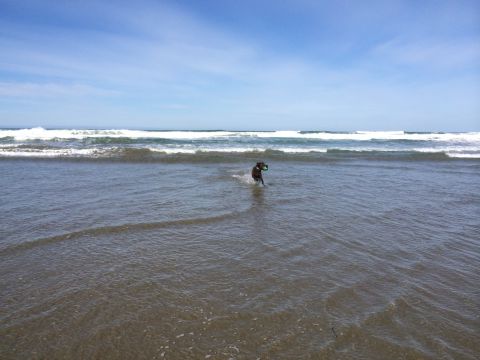1996 Ford C-350 (Centurion Conversions) - A dog enjoys a day at the beach, splashing in the waves with a toy.