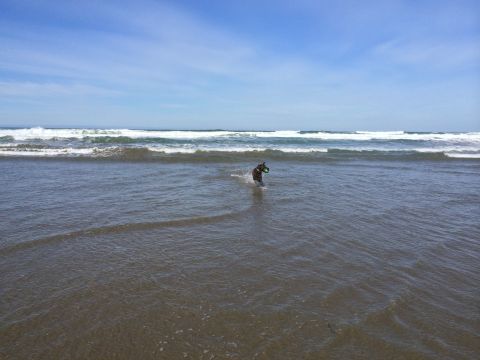 1996 Ford C-350 (Centurion Conversions) - A dog plays in the ocean waves on a sunny day.