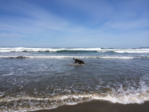 1996 Ford C-350 (Centurion Conversions) - A dog enjoys a day at the beach, splashing in the waves under a clear blue sky.