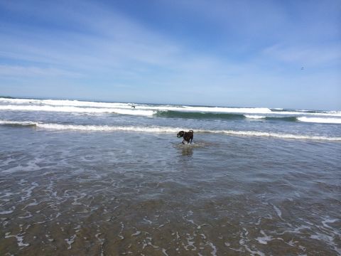 1996 Ford C-350 (Centurion Conversions) - Dog enjoys the ocean waves on a sunny day.