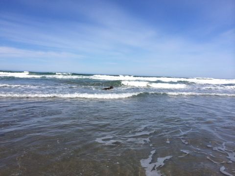 1996 Ford C-350 (Centurion Conversions) - A dog enjoys a swim in the ocean waves on a sunny day.