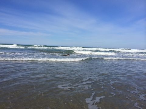 1996 Ford C-350 (Centurion Conversions) - A dog enjoys a swim in the ocean waves on a clear day.