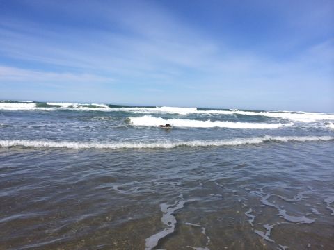 1996 Ford C-350 (Centurion Conversions) - A dog enjoys a swim in the ocean waves on a sunny day.