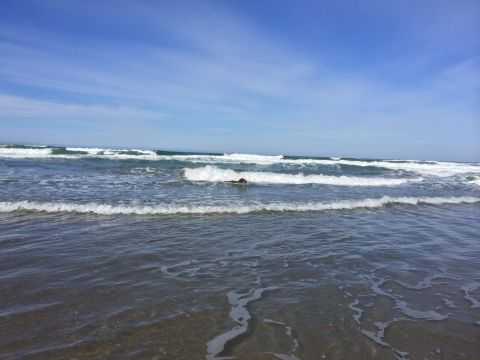 1996 Ford C-350 (Centurion Conversions) - A dog enjoys a swim in the ocean waves on a clear day.