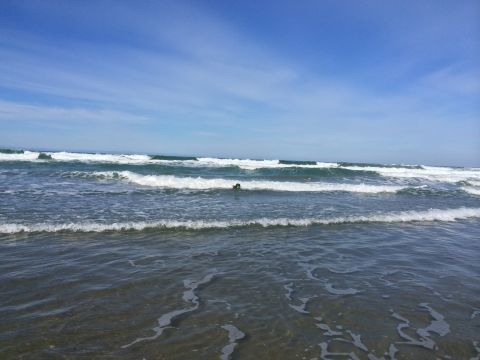 1996 Ford C-350 (Centurion Conversions) - A dog enjoys a swim in the ocean waves on a clear day.