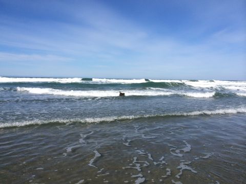 1996 Ford C-350 (Centurion Conversions) - A dog enjoys the surf on a sunny day at the beach.
