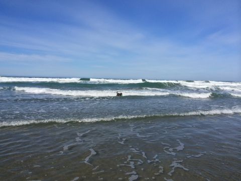 1996 Ford C-350 (Centurion Conversions) - A dog enjoys the waves at the beach during an April camping trip.