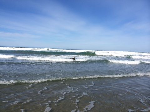 1996 Ford C-350 (Centurion Conversions) - A dog enjoys the surf on a sunny day at the beach.