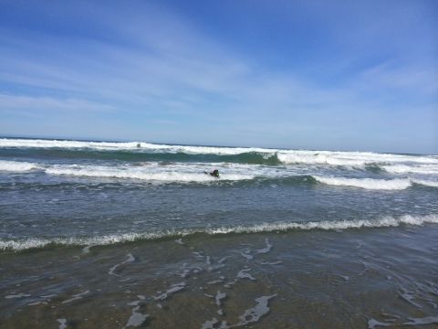 1996 Ford C-350 (Centurion Conversions) - A person swims in the ocean as waves crash on the shore under a clear blue sky.