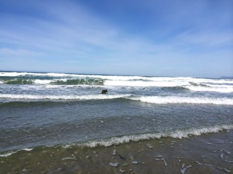 1996 Ford C-350 (Centurion Conversions) - A dog enjoys the surf on a sunny day at the beach.