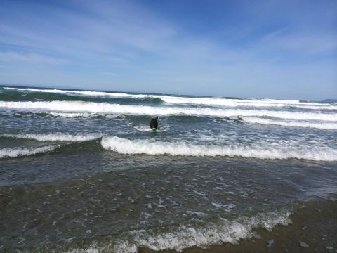 1996 Ford C-350 (Centurion Conversions) - Dog enjoys a day at the beach, playing in the waves.