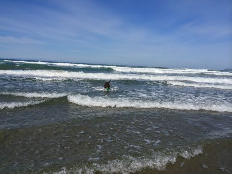1996 Ford C-350 (Centurion Conversions) - A dog plays fetch in the ocean waves under a blue sky.