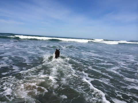 1996 Ford C-350 (Centurion Conversions) - A horse moves through the ocean waves on a sunny day.