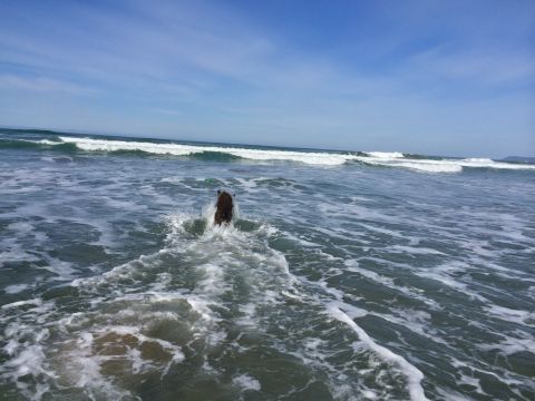 1996 Ford C-350 (Centurion Conversions) - A dog enjoys a day at the beach, splashing through the waves under a clear blue sky.