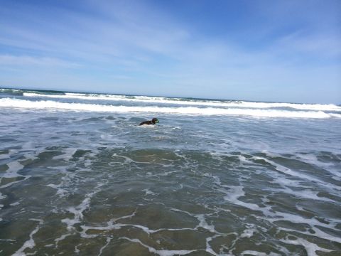1996 Ford C-350 (Centurion Conversions) - Dog enjoys a swim in the ocean during an April camping trip.