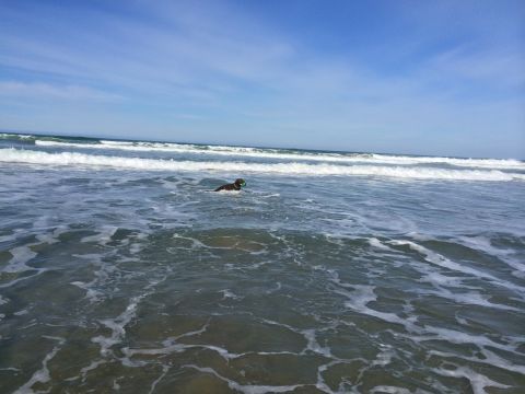 1996 Ford C-350 (Centurion Conversions) - A dog enjoys a day at the beach, swimming in the ocean with a ball.