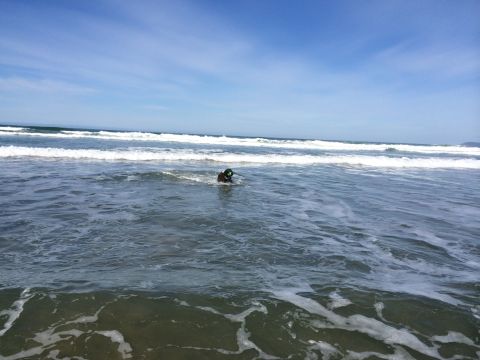 1996 Ford C-350 (Centurion Conversions) - A dog plays in the ocean waves under a clear blue sky.