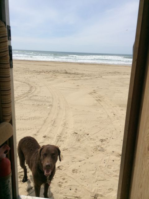 1996 Ford C-350 (Centurion Conversions) - A dog waits on the beach as waves crash in the distance.