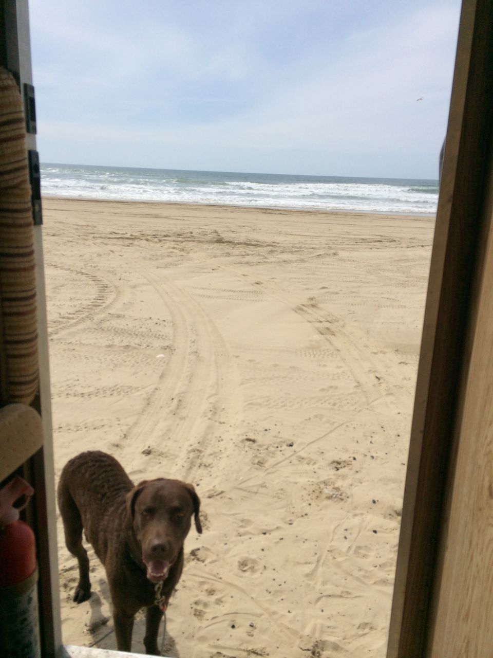Brown dog standing on a sandy beach with ocean waves in the background, viewed from inside a structure