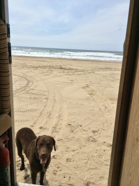 1996 Ford C-350 (Centurion Conversions) - A dog waits on the sand as waves crash on the beach under a cloudy sky.