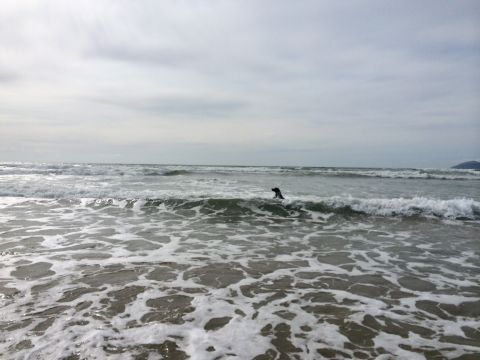 1996 Ford C-350 (Centurion Conversions) - A dog enjoys a swim in the ocean waves on a cloudy day.
