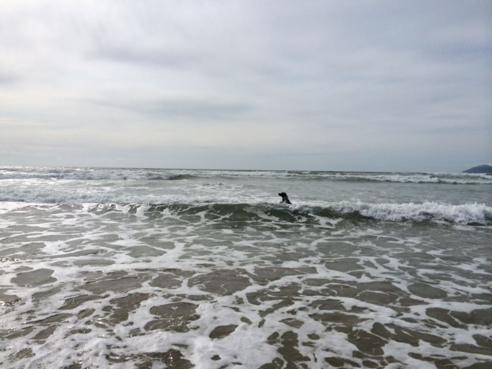 Dog swimming in ocean waves under a cloudy sky
