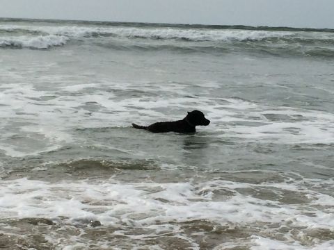 1996 Ford C-350 (Centurion Conversions) - A black dog paddles through the surf on a cloudy day at the beach.