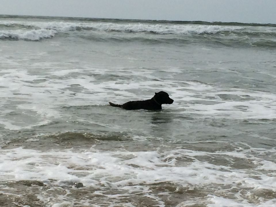 Black dog swims in ocean waves