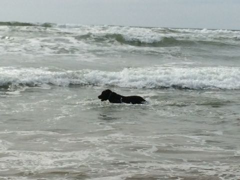 1996 Ford C-350 (Centurion Conversions) - A dog enjoys a swim in the ocean waves during an April camping trip.