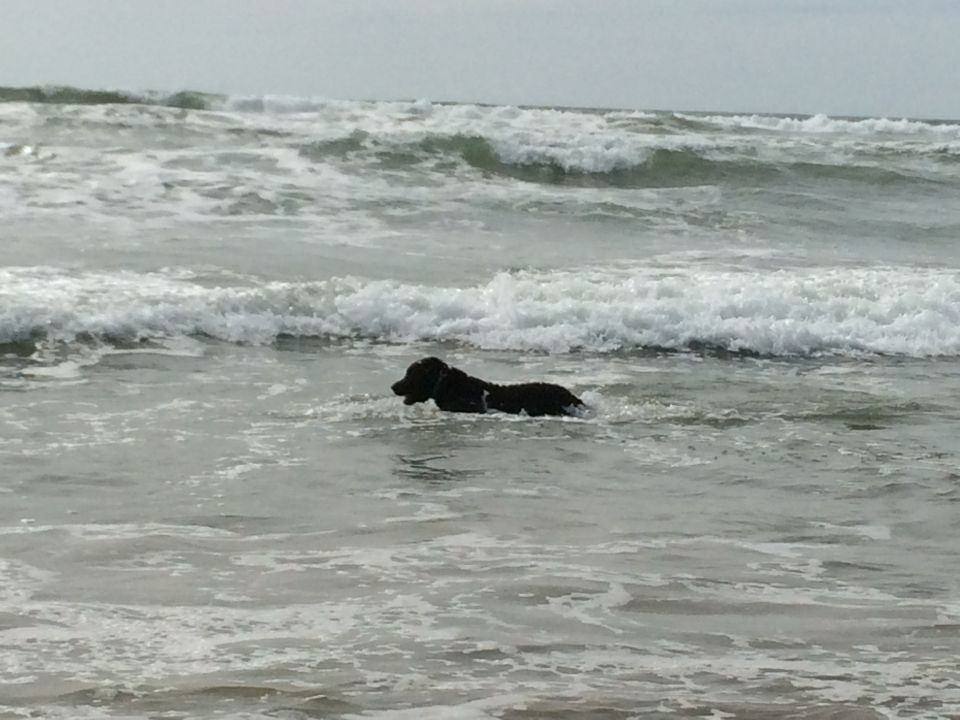 Dog swimming in ocean waves