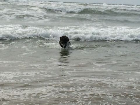 1996 Ford C-350 (Centurion Conversions) - A dog enjoys a day at the beach, running through the waves.