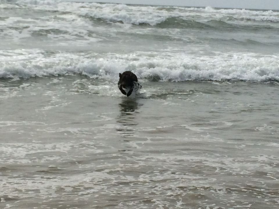 Dog running through ocean waves at the beach