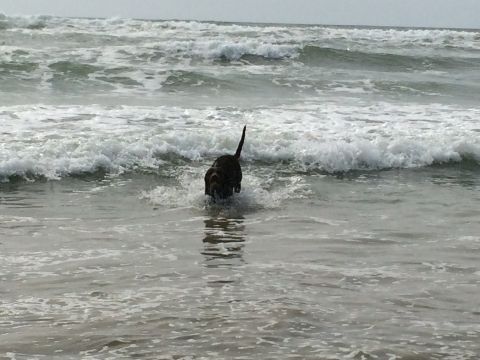 1996 Ford C-350 (Centurion Conversions) - A dog walks into the ocean as waves crash around it.