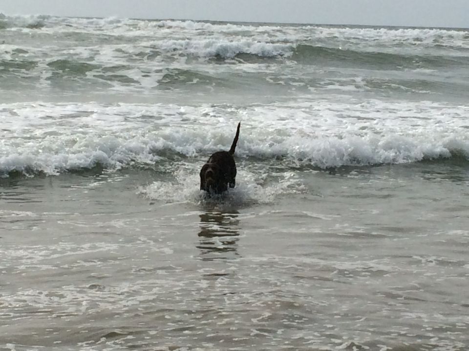Dog wading into ocean waves