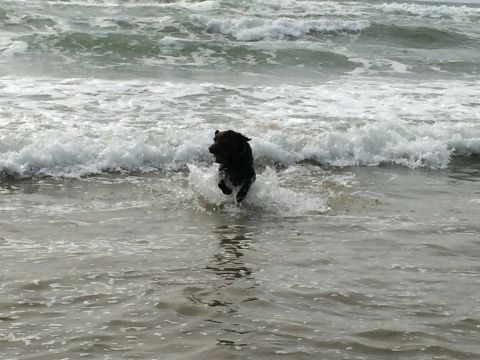 1996 Ford C-350 (Centurion Conversions) - A dog enjoys a day at the beach, splashing through the waves.