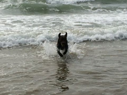 1996 Ford C-350 (Centurion Conversions) - A dog joyfully runs through the surf at the beach.