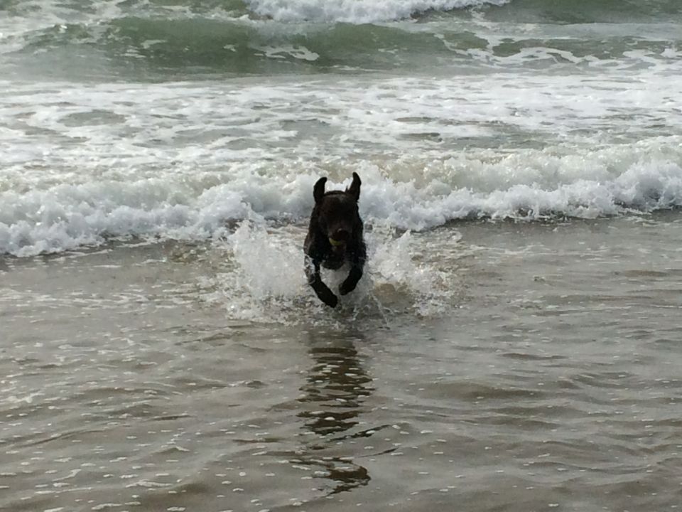 Dog running through ocean waves