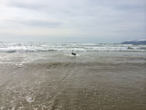 1996 Ford C-350 (Centurion Conversions) - A dog enjoys a run in the ocean waves under an overcast sky.