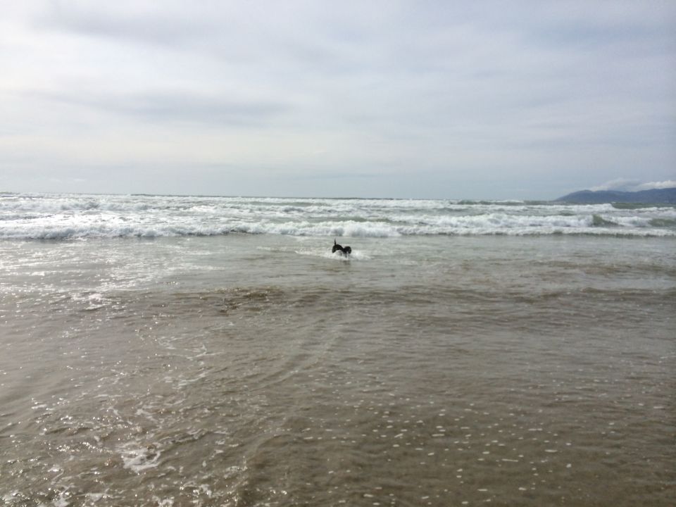 Dog running in the ocean with waves and a cloudy sky