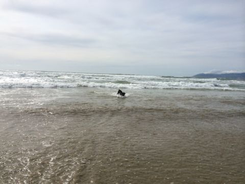 1996 Ford C-350 (Centurion Conversions) - A dog enjoys the water at the beach on an overcast day.