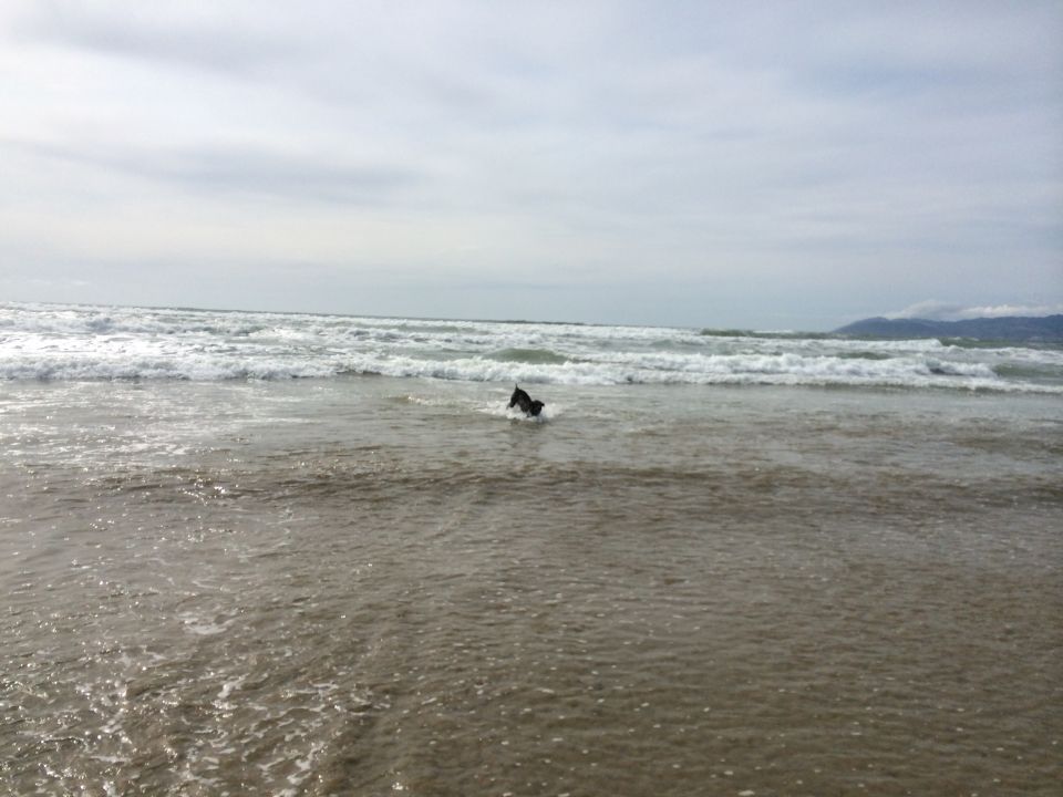 Dog running in ocean waves on a cloudy day